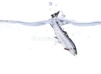 341 Diving Trophy Stock Photos - Free & Royalty-Free Stock Photos from Dreamstime