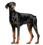 13,100 Pinscher Stock Photos - Free & Royalty-Free Stock Photos from Dreamstime
