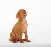 Baby vizsla dog stock image. Image of studio, canine - 16214123