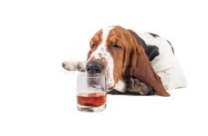 161 Whisky Funny Stock Photos - Free & Royalty-Free Stock Photos from Dreamstime