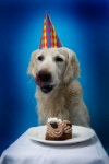 8,253 Dog Cake Stock Photos - Free & Royalty-Free Stock Photos from Dreamstime