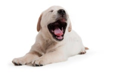Puppy dog stock image. Image of isolated, breed, friend - 25043253