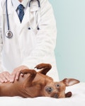 51,082 Dog Vet Stock Photos - Free & Royalty-Free Stock Photos from Dreamstime