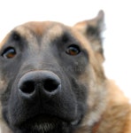 Jump stock image. Image of soft, malinois, protection - 2891251