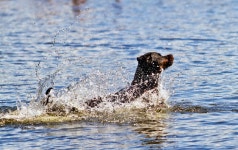Black Labrador Retriever Dog. Stock Image - Image of action, outdoors: 95820407