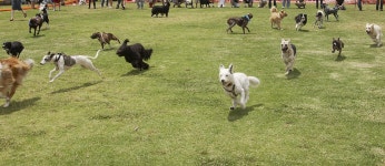 The Dogs are Loose stock photo. Image of race, breeds, legs - 950058