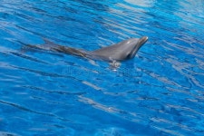 22,370 Open Zoo Stock Photos - Free & Royalty-Free Stock Photos from Dreamstime
