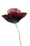 31,510 Poppy Isolated Stock Photos - Free & Royalty-Free Stock Photos from Dreamstime