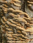 1,053 Dryad Stock Photos - Free & Royalty-Free Stock Photos from Dreamstime - Page 8
