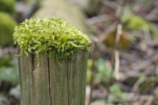 Vibrant Green Hypnum Moss on a Wooden Pole Stock Image - Image of vibrant, green: 271437763