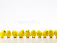 Easter Chicks in a Row stock photo. Image of large, event - 8756260