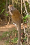 511,469 Bamboo Stock Photos - Free & Royalty-Free Stock Photos from Dreamstime - Page 6