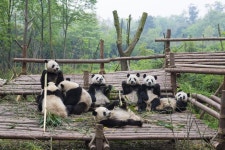 38,343 Chengdu China Stock Photos - Free & Royalty-Free Stock Photos from Dreamstime