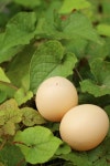 Eggs on a Green Leaf Background at the Park. Stock Photo - Image of nutrition, appetizer: 54375324