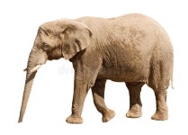 African Elephant Isolated stock image. Image of ivory - 12268767