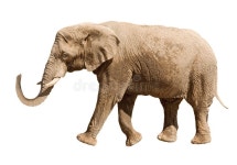 Elephant isolated stock image. Image of mammal, indian - 33032611