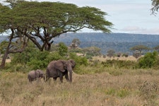 1,461,165 Wildlife Park Stock Photos - Free & Royalty-Free Stock Photos from Dreamstime