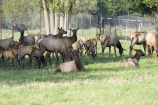 1,099 Elk Meat Stock Photos - Free & Royalty-Free Stock Photos from Dreamstime - Page 2