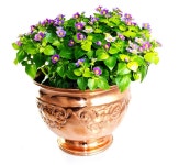 Purple Bougainvillea Flower in Brown Pot Isolated on White Background. Stock Photo - Image of cheerful, botany: 159158568 Purple... 