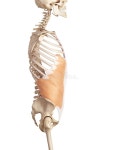 Oblique Stock Illustrations – 82,960 Oblique Stock Illustrations, Vectors & Clipart - Dreamstime