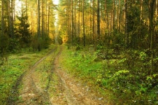 Road in the woods stock photo. Image of light, lane, pine - 9692184