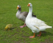 Flight of ducks stock image. Image of duck, countryside - 35235525