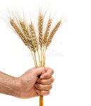 Rice stock photo. Image of freshness, food, nature, hand - 24156440