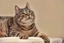 12,044 Cat Fat Stock Photos - Free & Royalty-Free Stock Photos from Dreamstime - Page 3