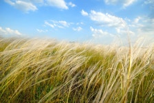 145,069 Feather Grass Stock Photos - Free & Royalty-Free Stock Photos from Dreamstime