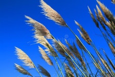 13,149 Feather Plants Stock Photos - Free & Royalty-Free Stock Photos from Dreamstime