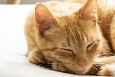 Felis Catus - Pet Beautiful Orange Cat Puppy Stock Photo - Image of face, beautiful: 246750302