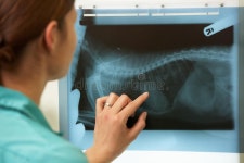 Female Veterinary Surgeon Examining X Ray Stock Image - Image: 26102871 Female Veterinary Surgeon Examining X Ray