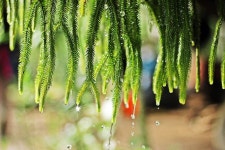 Squarrosum Stock Photos - Free & Royalty-Free Stock Photos from Dreamstime