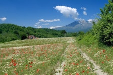 Field of Poppy and Camomile Stock Image - Image of field, beauty: 1997617