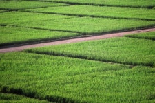 Green Road Chiangmai Thailand Stock Photo - Image of cloud, scene: 16146962