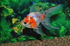 Angelfish stock image. Image of exoticism, perch, pimple - 24121853