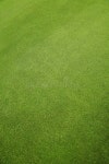 Grass stock photo. Image of meadow, summer, green, plant - 23131240
