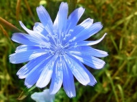Chicory, succory stock image. Image of life, cichorium - 14120415