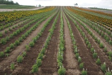 576,076 Flower Farm Stock Photos - Free & Royalty-Free Stock Photos from Dreamstime