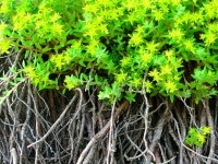 176,870 Roots Stock Photos - Free & Royalty-Free Stock Photos from Dreamstime - Page 11