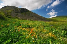 140,040 Flower Fields Stock Photos - Free & Royalty-Free Stock Photos from Dreamstime