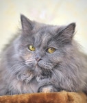 137,419 Fluffy Gray Cat Stock Photos - Free & Royalty-Free Stock Photos from Dreamstime - Page 4
