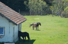 Foal suckling the mare stock image. Image of herd, bovine - 337788551