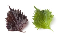 1,523 Shiso Stock Photos - Free & Royalty-Free Stock Photos from Dreamstime