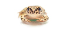 Color Photography Of A Little Amphibian Stock Image - Image of plant, detail: 127511401