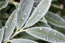 Frosty leaves stock image. Image of cold, morning, plants - 640353
