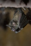 4,319 Fruit Bat Stock Photos - Free & Royalty-Free Stock Photos from Dreamstime