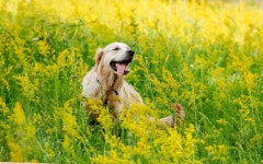 Funny Golden Retriever on Flowering Field Stock Image - Image of happiness, lovely: 197205737