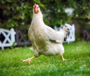 219,190 Chicken Farm Stock Photos - Free & Royalty-Free Stock Photos from Dreamstime