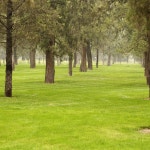 Garden Picture. Image: 2015183